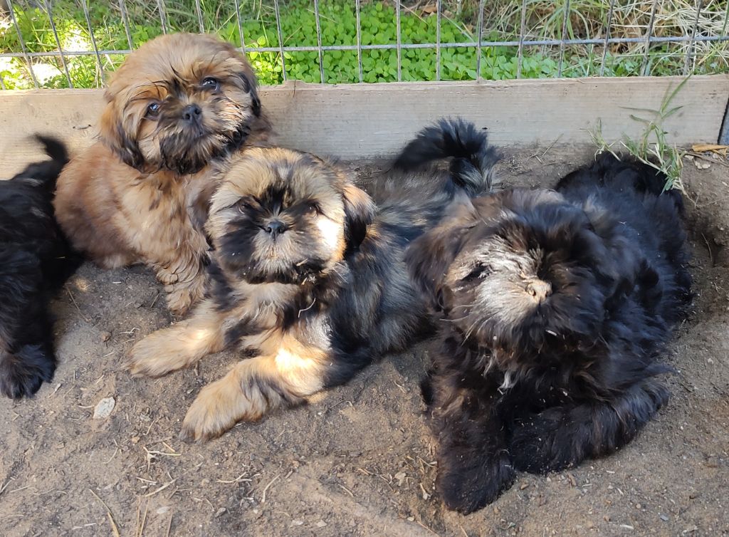 chiot Shih Tzu du temple des Vestales