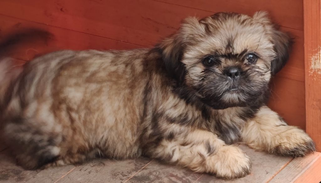 du temple des Vestales - Chiots disponibles - Shih Tzu